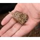 Кормушка DRENNAN PELLET FEEDER Medium 35gr