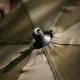 Зонт FOX Brolly 60 дюймов